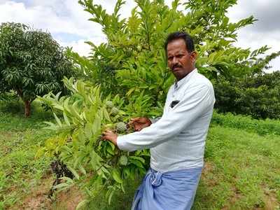 ಒಣ ಭೂಮಿಯಲ್ಲಿ ಬಹುಬೆಳೆ