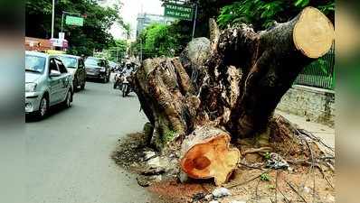 ಮಳೆಗೆ ಬಿದ್ದ ಮರ ತೆರವಿಗೆ ಬಂದಿಲ್ಲ ಮುಹೂರ್ತ!