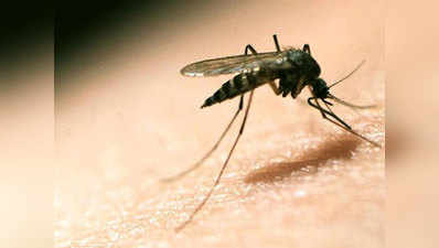 मच्छरों का DNA बदलकर मलेरिया का नामोनिशान मिटाएगा टाटा ग्रुप