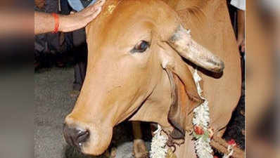 केरल ने गुजरात से मांगी 200 गायें और गोरक्षकों से सुरक्षा