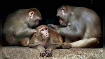 अब दिल्ली में बंदरों को मिलेगी यूनीक आईडी