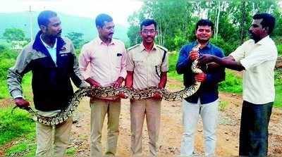 40 ಕಜಿ ಗಾತ್ರದ ಹೆಬ್ಬಾವು ಸೆರೆ