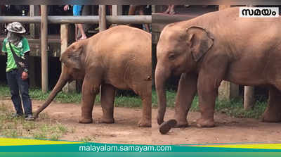 കുട്ടി ആനയ്ക്ക് പാപ്പാന്റെ ചെരിപ്പിടാന്‍ മോഹം; വീഡിയോ വൈറലാകുന്നു