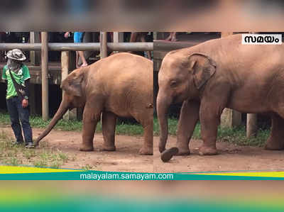 കുട്ടി ആനയ്ക്ക് പാപ്പാന്റെ ചെരിപ്പിടാന്‍ മോഹം; വീഡിയോ വൈറലാകുന്നു