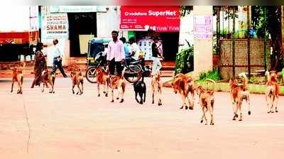 ಗುರ್ರ್‌ ಅಂತಿವೆ, ಜೀವ ತಿಂತಿವೆ !