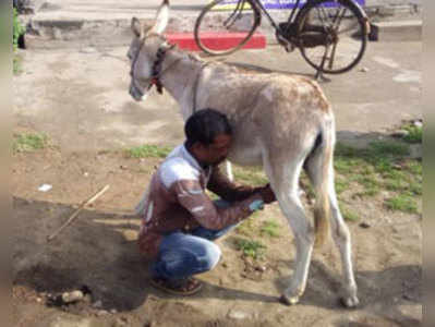 అమరావతిలో లీటరు గాడిద పాలు రూ.1000