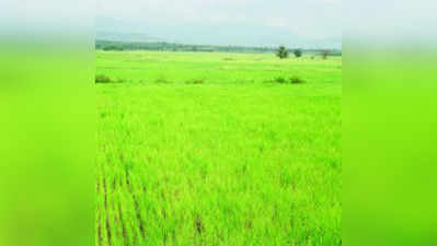 ಮಳೆಯಿಲ್ಲದೆ ಸೊರಗುತ್ತಿದೆ ಸಾವಿರ ಎಕರೆ ಬತ್ತದ ಬೆಳೆ