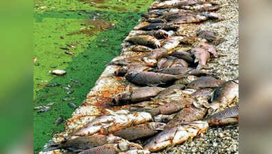 23 लाख मछलियों की मौत, फार्मा कंपनियों के खिलाफ केस दर्ज