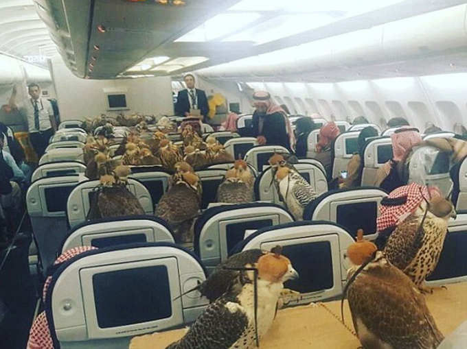 विमान में बुक की थी बाज के लिए सीटें