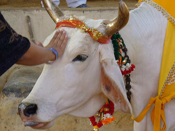 गौ माता को चढ़ाएं गुड़-चना