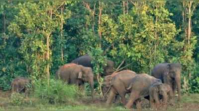 হাতি ঠেকাতে কড়া নির্দেশ মুখ্যমন্ত্রীর