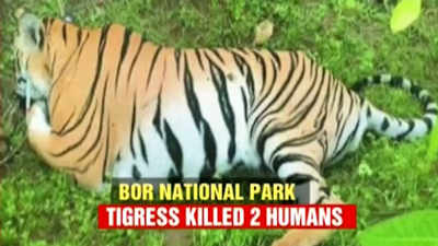 Maharashtra: Activists and officials spar over killing a tigress 