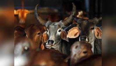यूपी में अब देसी गाय भी दिलाएंगी पुरस्कार