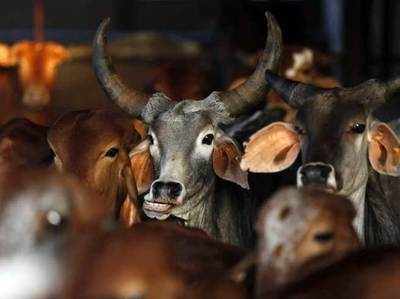 यूपी में अब देसी गाय भी दिलाएंगी पुरस्कार