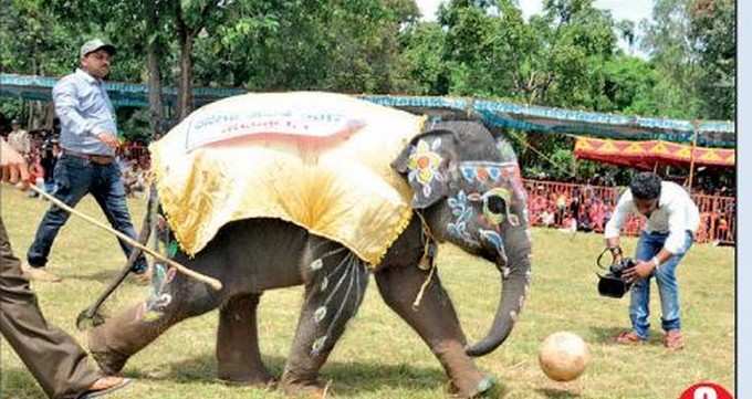 ಚೆಂಡು ಎಸೆಯಲು ಸಿದ್ದಗೊಂಡ ಆನೆ