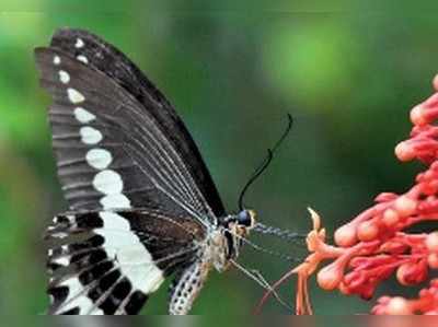 ಕೈಗಾ ಸುತ್ತ 70ಕ್ಕೂ ಹೆಚ್ಚು ತಳಿಯ ಚಿಟ್ಟೆ ಗೋಚರ!