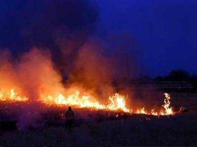 रोक के बावजूद खेतों में क्यों जल रही पराली, एनजीटी ने मांगा जवाब