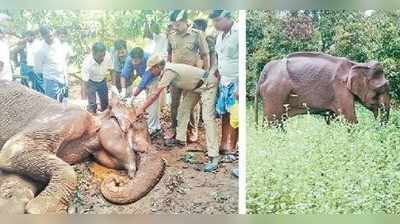 பழனி அருகே உடல்நலம் பாதிக்கப்பட்ட காட்டுயானை பலி!