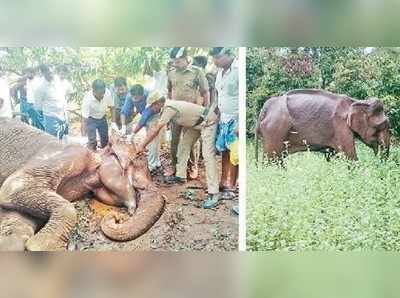 பழனி அருகே உடல்நலம் பாதிக்கப்பட்ட காட்டுயானை பலி!