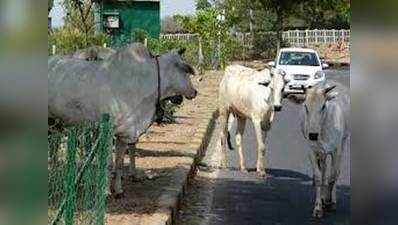 दिवाली से पहले आवारा पशुओं से मुक्त घोषित होगा शहर