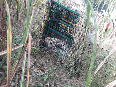 पिंजरे में कैद हुई शावक की तलाश में भटक रही मादा तेंदुआ