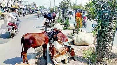 ರಸ್ತೆ ವಿಭಜಕದ ಹೂವಿನಗಿಡಗಳು ಜಾನುವಾರುಗಳಿಗೆ ಆಹಾರ