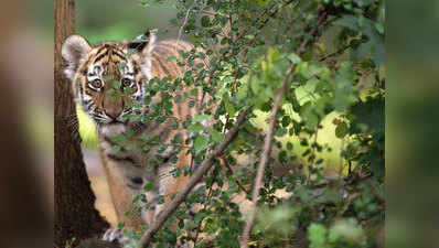 पर्यटकों के लिए खुल गया कॉर्बेट नेशनल पार्क का बिजरानी जोन