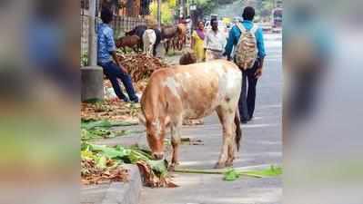 ಗೋ ಪರಿವಾರದಿಂದ ನೂರು ದಿನ ನೂರು ಜನ ಅಭಿಯಾನ