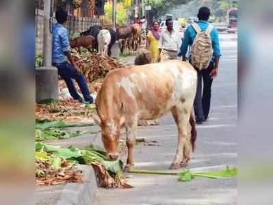 ಗೋ ಪರಿವಾರದಿಂದ ನೂರು ದಿನ ನೂರು ಜನ ಅಭಿಯಾನ