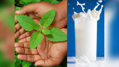 खाली पेट पिएं तुलसी वाला दूध, कई रोगों में मिलेगा आराम