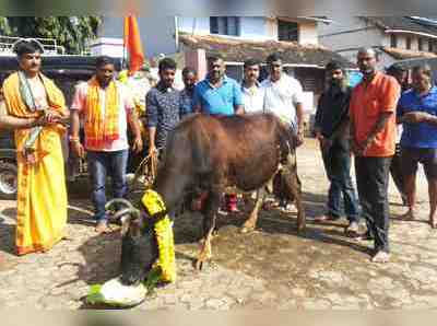 ವಿರಾಜಪೇಟೆಯಲ್ಲಿ ಗೋಪೂಜೆ