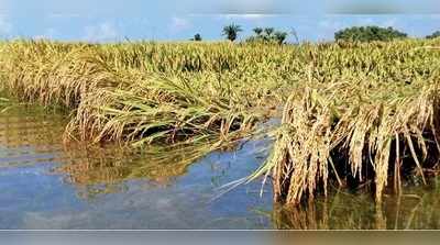 সব্জি ছুঁলেই আঠারো ঘা