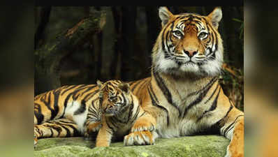इस साल देश में अक्टूबर महीने तक 73 बाघों की मौत