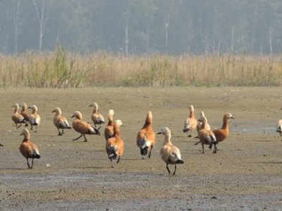 उत्तराखंड: आसन झील में बढ़ा प्रवासी पक्षियों का कलरव, अब तक 1400 परिंदे बने मेहमान
