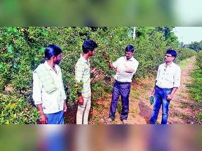 ಈರುಳ್ಳಿ, ದಾಳಿಂಬೆಗೆ ರೋಗ: ಭೇಟಿ