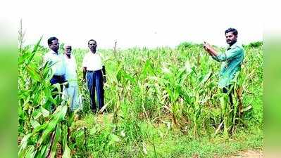 ಉಜ್ಜಯಿನಿ: ಜಿಪಿಎಸ್‌ ಮಾದರಿ ಬೆಳೆ ಸಮೀಕ್ಷೆ