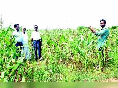 ಉಜ್ಜಯಿನಿ: ಜಿಪಿಎಸ್‌ ಮಾದರಿ ಬೆಳೆ ಸಮೀಕ್ಷೆ