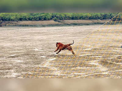 জঙ্গলছুট বাঘকে ফেরানো হল ঘরে