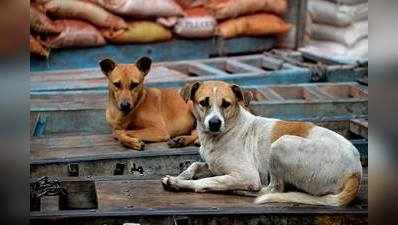 রাস্তার কুকুরদের খাওয়ানোয় মুম্বইয়ে আক্রান্ত দুই বোন