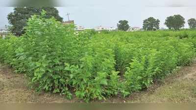 ಕುಸಿದಿದ್ದ ರೇಷ್ಮೆ ಬೆಳೆಗೆ ಪುನಶ್ಚೇತನ