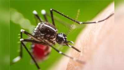 डेंगू के बढ़ते मामलों पर हाईकोर्ट ने राज्य और केंद्र सरकार को भेजा नोटिस