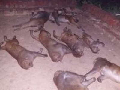 उडुपी: जहर की वजह से 14 बंदरों की मौत
