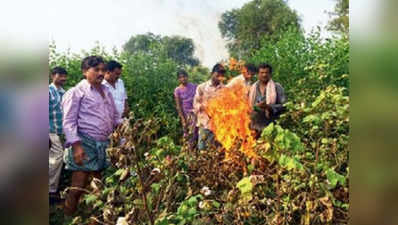 सरकारी उदासीनता से गुस्साए किसानों ने उजाड़ दी अपनी फसल