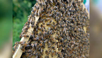 अंतिम संस्कार करने गए लोगों पर मधुमक्खियों का अटैक, शव छोड़कर भागे