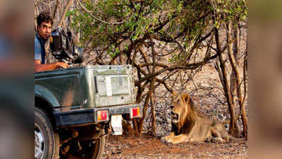 पर्यटकों से छुप गए गुजरात के शेर, उदास लौट रहे सैलानी