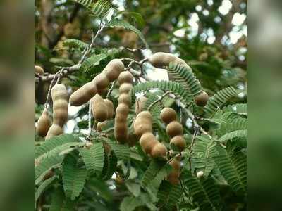 ಶೀತ, ಕೆಮ್ಮು ವಾಸಿ ಮಾಡುವ ಹುಣಸೆ