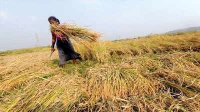 Farmers harvest last crop on Navi Mumbai airports site 