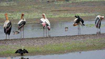 Steady rise in population of birds at Uppalapadu sanctuary 