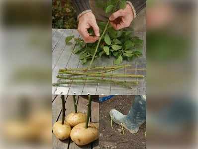 ಆಲೂಗಡ್ಡೆಯಲ್ಲಿ ಗುಲಾಬಿ ಗಿಡ ಬೆಳೆಸಿ