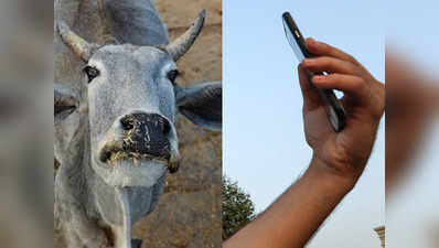 गायों को बचाने के लिए सेल्फी विद काऊ NGO की वेबसाइट हुई क्रैश